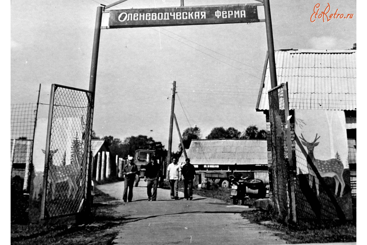 Новосёлово. Багратионовский район, Оленеводческая ферма. 1970-1975 гг.