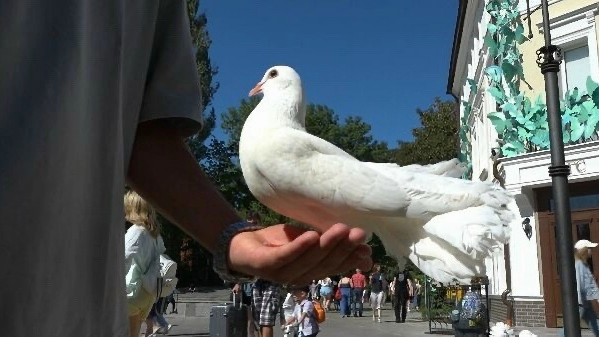 Навязчивых фотографов на променаде Зеленоградска ждет жесткий сюрприз