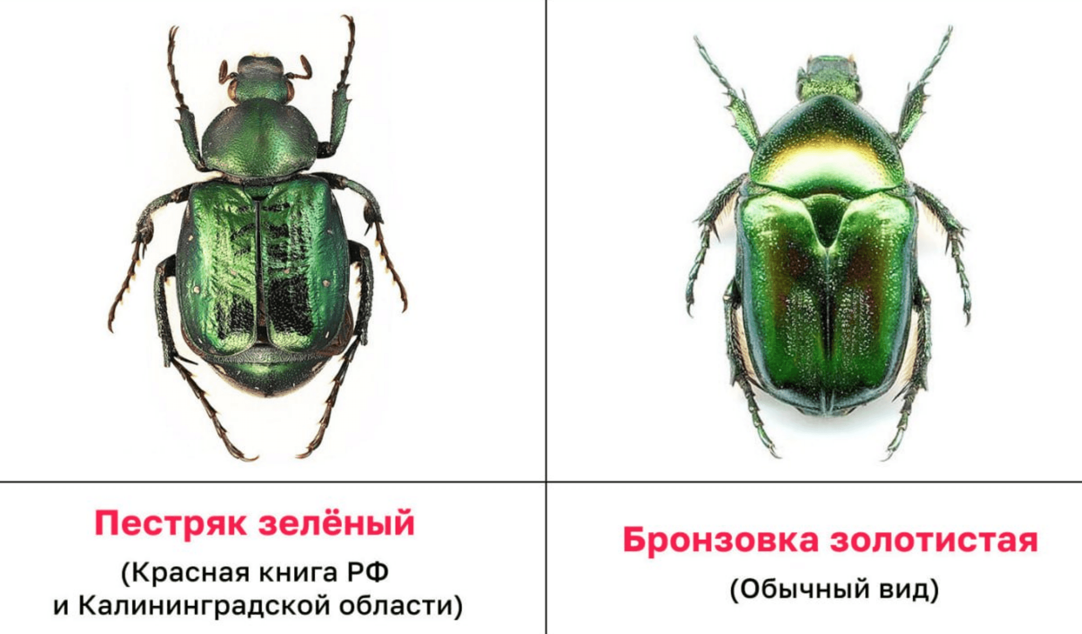 Редчайшего краснокнижного жука неожиданно нашли в центре