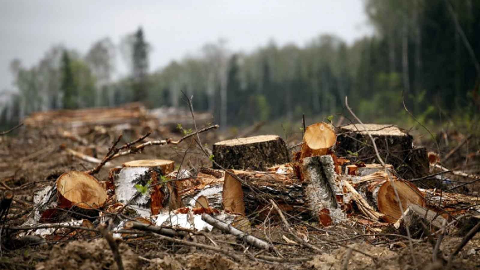 issledovatelskiy-proekt-nezakonnaya-vyrubka-lesov.jpg